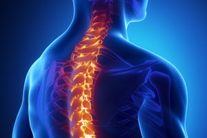 stem cells from teeth to repair spinal injuries